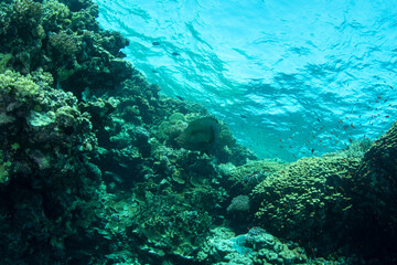 Fototapeta na wymiar View over the coral reef, a variety of coral and fish species in turguoise waters of Marsa Alam, Egypt