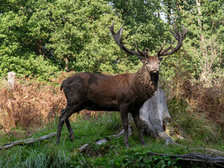 deer king in the woods