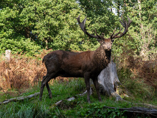 deer in the woods