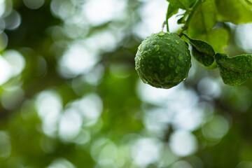 Leech oranges or bergamot fruit hanging from the tree after the rain