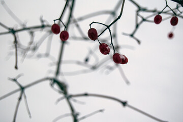 Frozen viburnum berries on the tree. Red berries are covered in white snow.