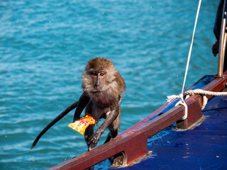 macaque stole choclate