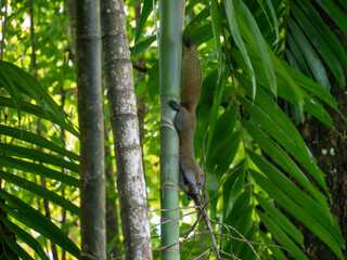 Squirrel saves a branch 