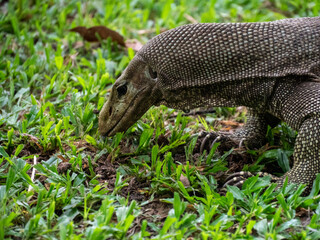 lizard in the grass