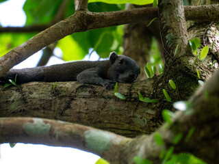Squirrel chilling on a tree