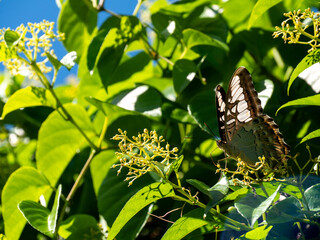 butterfly on a flower
