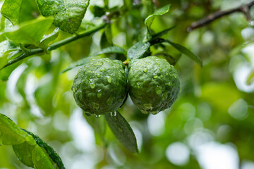 Leech oranges or bergamot fruit hanging from the tree after the rain