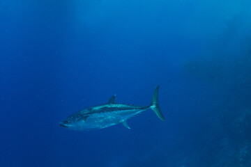 Dogtooth tuna (Gymnosarda unicolor) in blue waters of Marsa Alam, Egypt