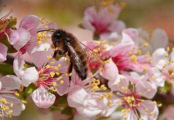 A beautiful closeup of a honey bee collecting pollen from cherry blossom on a spring day. 