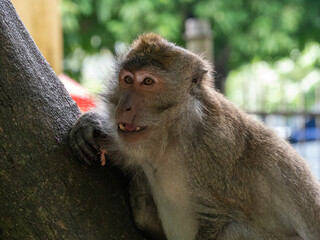 portrait of a macaque