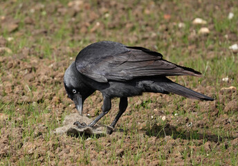 A jackdaw looking for food on the ground. 