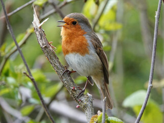 A closeup of a European robin, erithacus rubecula, perching in a tree and singing. 