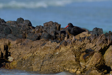 Blackish Oystercatchers (Haematopus ater) hunting food on a rocky outcrop at Volunteer Point in the...