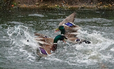Rival male mallard ducks fighting in a pond. 