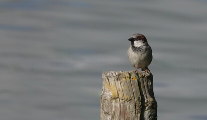 Closeup of a house sparrow, passer domesticus, perched on a wooden post against a defocused pond in...