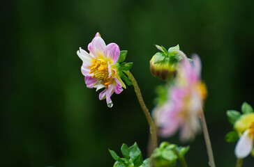 Beautiful dalia flower in the garden - 687511245
