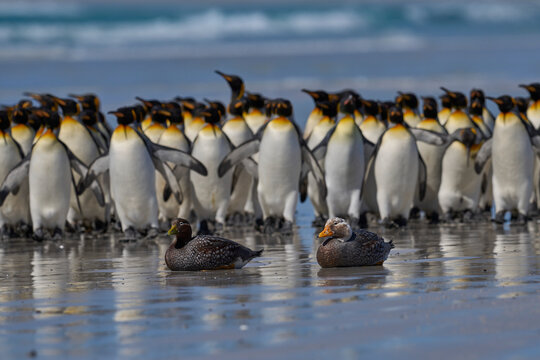 Falkland Steamer Ducks (Tachyeres brachypterus) get moved on by a large group of King Penguins at Volunteer Point in the Falkland Islands. 