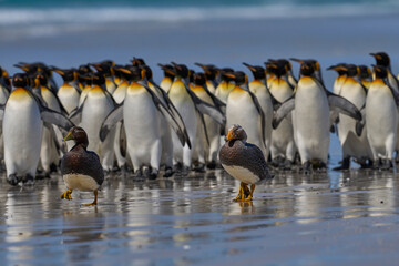 Fototapeta premium Falkland Steamer Ducks (Tachyeres brachypterus) get moved on by a large group of King Penguins at Volunteer Point in the Falkland Islands. 