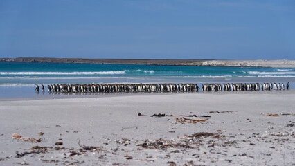 Large group of King Penguins (Aptenodytes patagonicus) walking along a sandy beach at Volunteer...