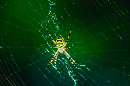 Garden spider, yellow and black insect on a beautiful web