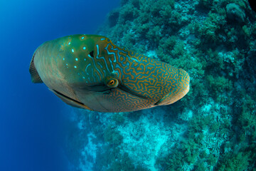 Closeup of the Humphead Wrasse / Napoleon wrasse / Napoleonfish (Cheilinus undulatus) on the coral...