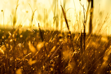 Obraz premium Beautiful summer sunset, golden hay, countryside field, warm light full of joy