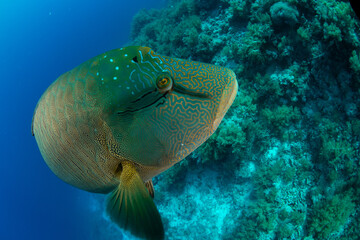 Closeup of the Humphead Wrasse / Napoleon wrasse / Napoleonfish (Cheilinus undulatus) on the coral reef of St Johns Reef, Egypt
