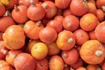 A lot of mini pumpkin at outdoor farmers market, filled frame