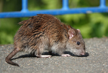 A brown rat, rattus norvegicus, looking for food on a footpath in an urban park. 