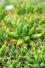 Green cactus with spikes closeup texture background