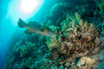 Obraz na płótnie Canvas Closeup of the Humphead Wrasse / Napoleon wrasse / Napoleonfish (Cheilinus undulatus) among the soft corals of St Johns Reef, Egypt