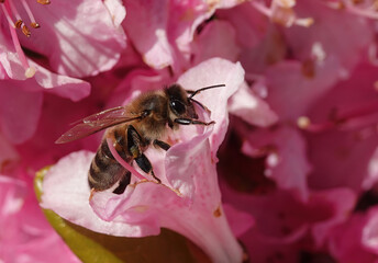 A closeup of a honey bee, apis mellifera, on a pink flower. 