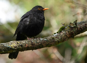 A male blackbird, turdus merula, perching in a tree. 