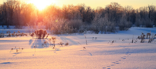 Beautiful winter landscape panorama with sunrise. Sunshine through trees in forest panoramic view