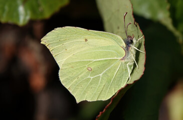 A closeup of a brimstone butterfly in a spring garden. 
