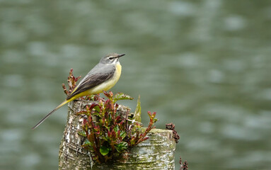 A grey wagtail perching on a tree stump against a defocused background. 