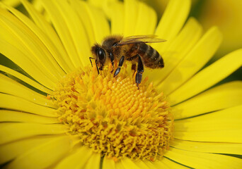 A closeup of a honey bee, apis mellifera, collecting pollen from a yellow daisy flower. 