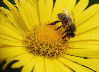 A closeup of a honey bee on a yellow daisy flower. 