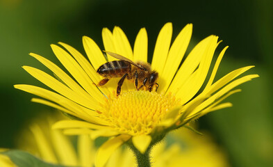 A honey bee collecting pollen from a yellow daisy flower. 