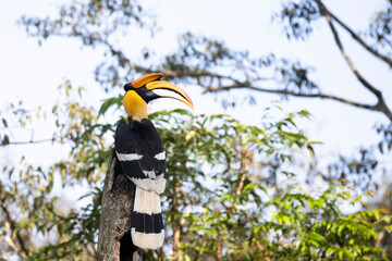 Great Horn bill male perched on a wood log