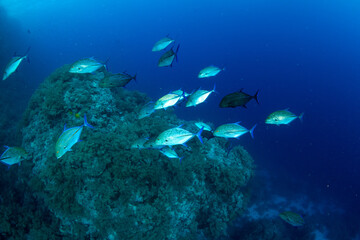 A shoal of the bluefin trevally / bluefin jack / bluefin kingfish / blue ulua (Caranx melampygus) on the coral reef of St Johns Reef, Red Sea, Egypt