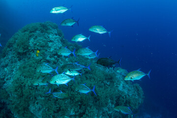 Naklejka na ściany i meble A shoal of the bluefin trevally / bluefin jack / bluefin kingfish / blue ulua (Caranx melampygus) on the coral reef of St Johns Reef, Red Sea, Egypt