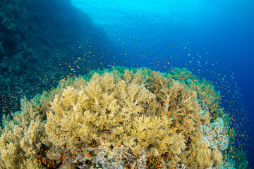 A group of Yellow Soft Broccoli Corals (probably Litophyton arboreum) under a shoal of orange and silver fishes, Marsa Alam, Egypt