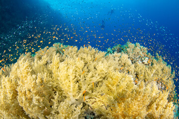 Fototapeta na wymiar A group of Yellow Soft Broccoli Corals (probably Litophyton arboreum) under a shoal of orange and silver fishes with 2 divers on the background, Marsa Alam, Egypt