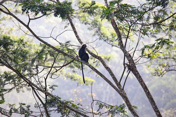 Nilgiri langur - monkey sitting on a tree branch