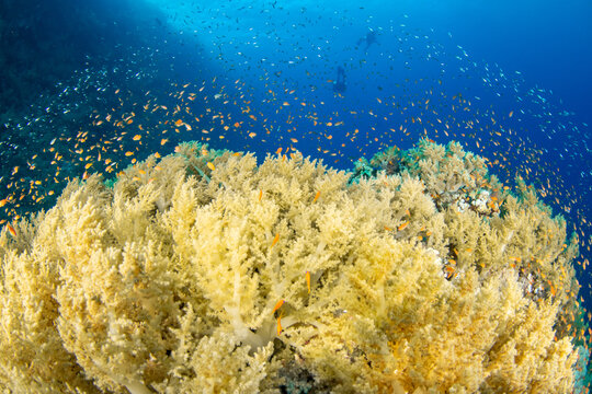 A group of Yellow Soft Broccoli Corals (probably Litophyton arboreum) under a shoal of orange and silver fishes  with 2 divers on the background, Marsa Alam, Egypt