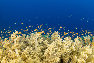 Fototapeta na wymiar A group of Yellow Soft Broccoli Corals (probably Litophyton arboreum) under a cloud of small orange fishes, Marsa Alam, Egypt