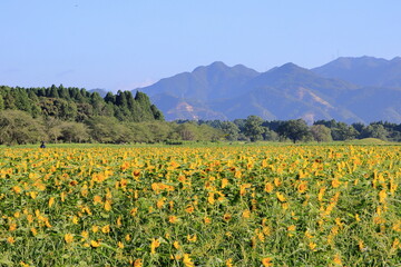 快晴の空と満開のひまわり畑