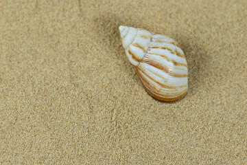 sea ​​snail shell on clean beach sand. Close up, beach sand texture