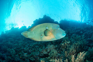 Closeup of the Humphead Wrasse / Napoleon wrasse / Napoleonfish (Cheilinus undulatus) on the coral reef of St Johns Reef, Egypt